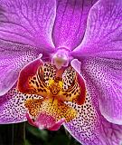 Pretty Purple & Orange Orchid_P1020343